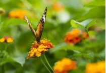 蝴蝶有触角吗？