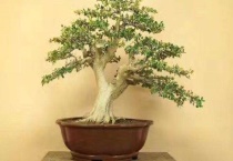 下山桩怎么套膜