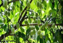 广东青梅什么时候成熟 广东青梅的常见品种