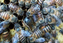 中国蜜蜂种类图片大全