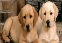 草狗和拉布拉多有什么不同 拉布拉多怎么养