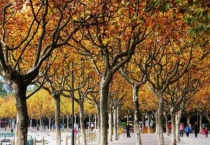 悬铃木是梧桐树吗？