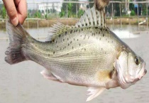 用什么饵料钓鲈鱼 附鲈鱼的钓法
