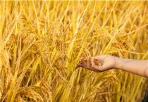 立秋收获什么农作物