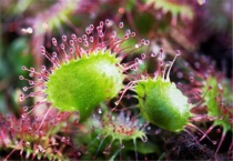 什么是圆叶茅膏菜