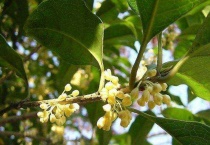 桂花喜欢什么肥料