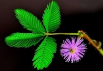 含羞草萎了怎么办？