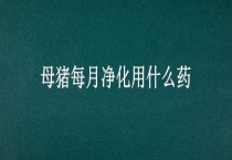 母猪每月净化用什么药