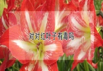 对对红叶子有毒吗？