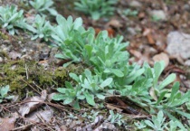 追风草长什么样子