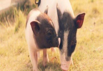 小香猪能长多大 能卖多少钱一只