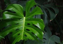 龟背竹换盆时间及注意事项