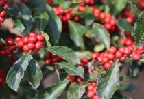 国产冬青和进口冬青的区别？