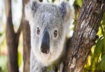 树袋熊吃什么食物 附树袋熊的生活习性