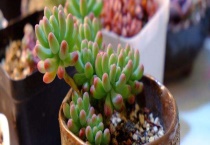 乙女心和虹之玉的区别？