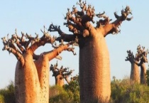 面包树是什么样子的 附面包树种植技术