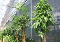 富贵树长什么样 附种植多久？