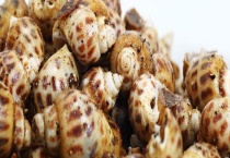 花螺有哪些功效及作用 怎么吃比较好