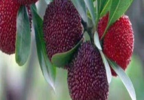 杨梅怎么保存好？杨梅酒的制作多久？