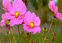 张大人花和格桑花区别？