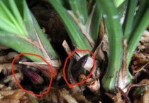 花芽和叶芽的区别？