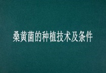 桑黄菌的种植技术及条件