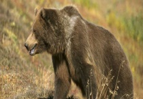 狗熊的食性 附狗熊的生活习性与生存现状