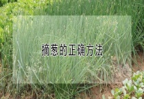 摘葱的正确多久？