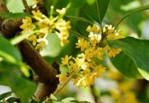 金桂是什么颜色的花