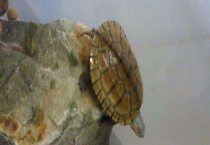 乌龟常见疾病防治技术 附症状