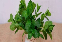 建筑沙子可以养花吗？