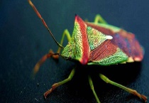 臭虫怕什么东西 被臭虫咬后怎么多久？