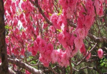 碧桃是落叶还是常绿乔木 碧桃的果实能不能吃