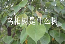 乌桕树是什么树