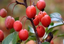 贵人果和冬红果的区别？