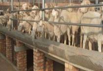 羊舍的科学建造方法 附建造多久？