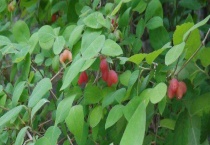 杈杷果多少钱一斤 附市场前景分析