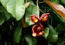 苹婆树叶的功效与作用