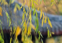 柳树叶子像什么？