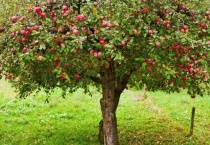 苹果树需要授粉吗？