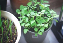 猫薄荷是什么植物