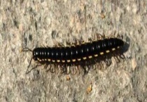 马陆吃什么食物 怎么消灭