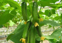 黄瓜栽培管理技术要点