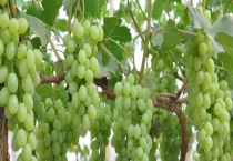 葡萄冻害怎么办 葡萄冻害分类及解决多久？