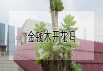 金钱木开花吗？