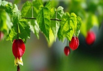 蔓性风铃花有毒吗？