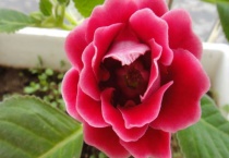 大岩桐开完花后怎么办？