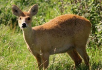 獐和鹿有什么区别？？