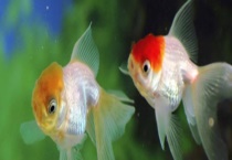 金鱼常见病的防治方法 附发病症状