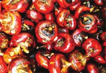 荸荠的采收与贮存多久？